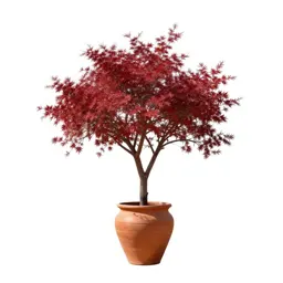 Camwood