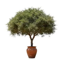 Cape yellowwood