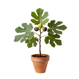 Caprifig