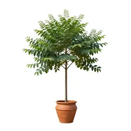 Cassia