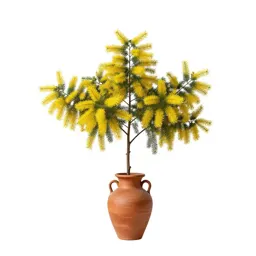 Casuarina