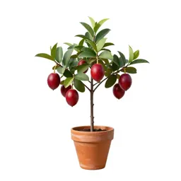 Cattley guava