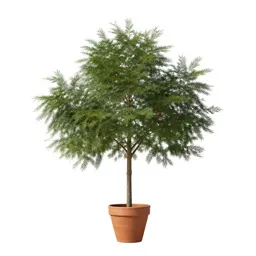 Cedar elm