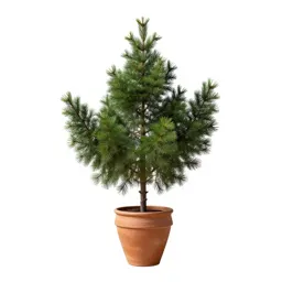 Cedar