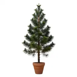 Celery top pine