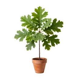 Chestnut oak