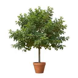 Chinquapin oak