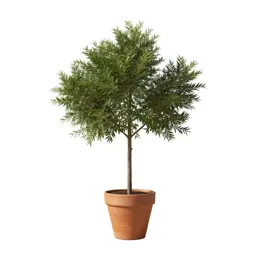 Cider gum