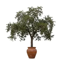Coast live oak