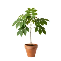 Cobnut