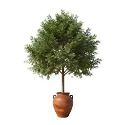 Cocobolo