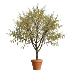 Common alder