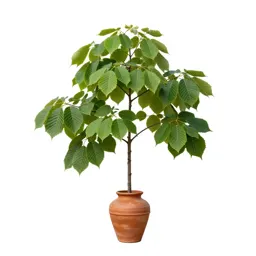 Common beech