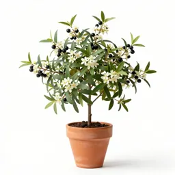 Common myrtle
