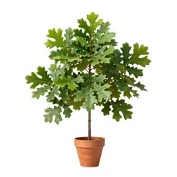 Common oak