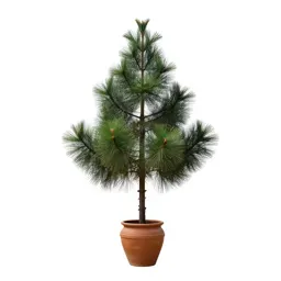 Common sickle pine