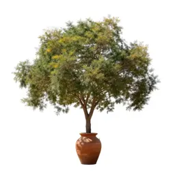 Common yellowwood