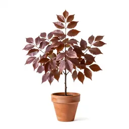 Copper beech
