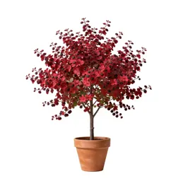 Coral bean tree