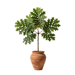 Cork oak