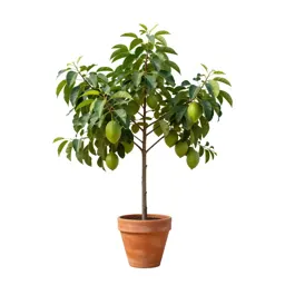 Cream-of-tartar tree