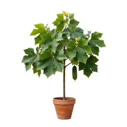 Cucumber tree