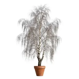 Downy birch