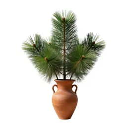 Dundathu pine