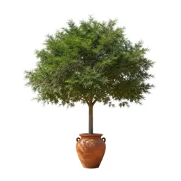 Fever tree