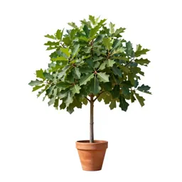 Fig tree