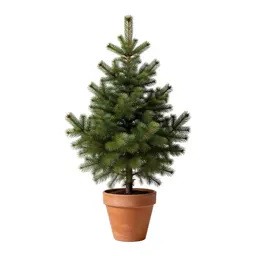 Fir