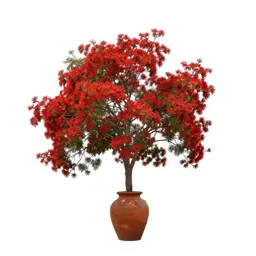 Flame tree