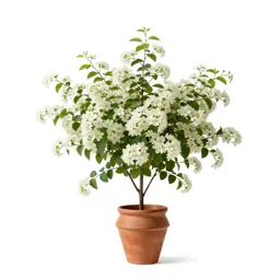 Flowering ash