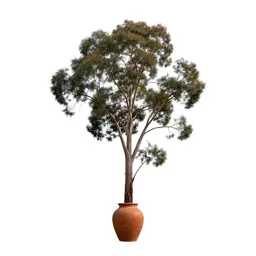 Forest red gum