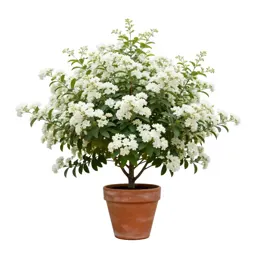 Fringe bush