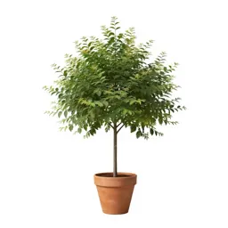 Fringe tree