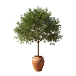 Gamboge tree
