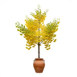 Ginkgo