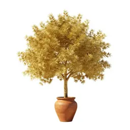 Golden fig
