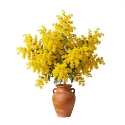 Golden wattle
