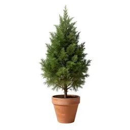 Gowen cypress