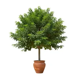 Granadilla tree