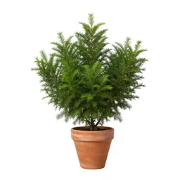 Green alder