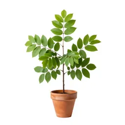 Green ash
