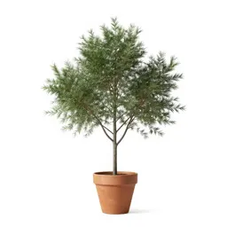 Grey alder