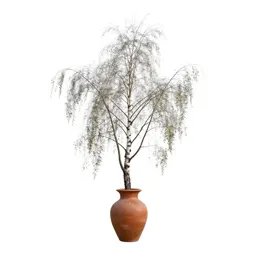 Grey birch