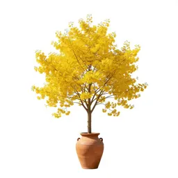 Gymnospermous yellowwood