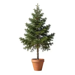 Hemlock
