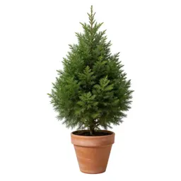 Hiba arborvitae