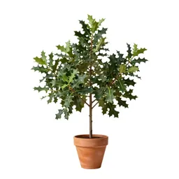 Holm oak